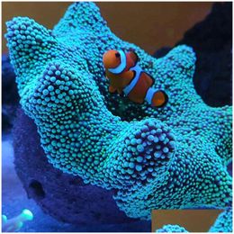 Décorations d'aquariums Ane Nest empêchent l'argile de s'enfuir et les roches vivantes conçues pour les plantes de réservoir de récif d'aquarium livraison directe maison jardin PE Dhhvu