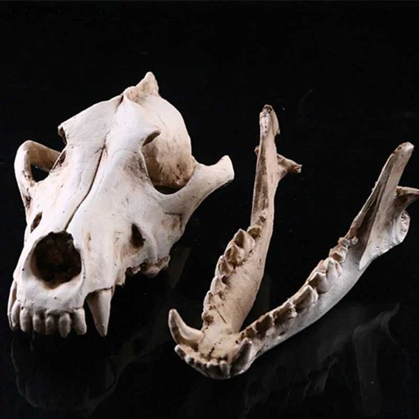 Arts et artisanat Résine Wolf Skull Decoration Wolf Skull Modèle Statues Process Film Process Collection Handicrafts Home Arden Desk Ornement L49