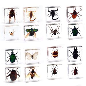 Arts et artisanat araignée papillon scorpion spécimen d'insecte en résine transparente presse-papier livraison directe cadeaux de jardin à domicile Dhfks
