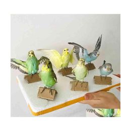 Arts et artisanat Taxidermy Farming Eurasian Parrot Sp￩cimen Enseignement / D￩coration 210727 Drop livraison Home Garden Dhvmt