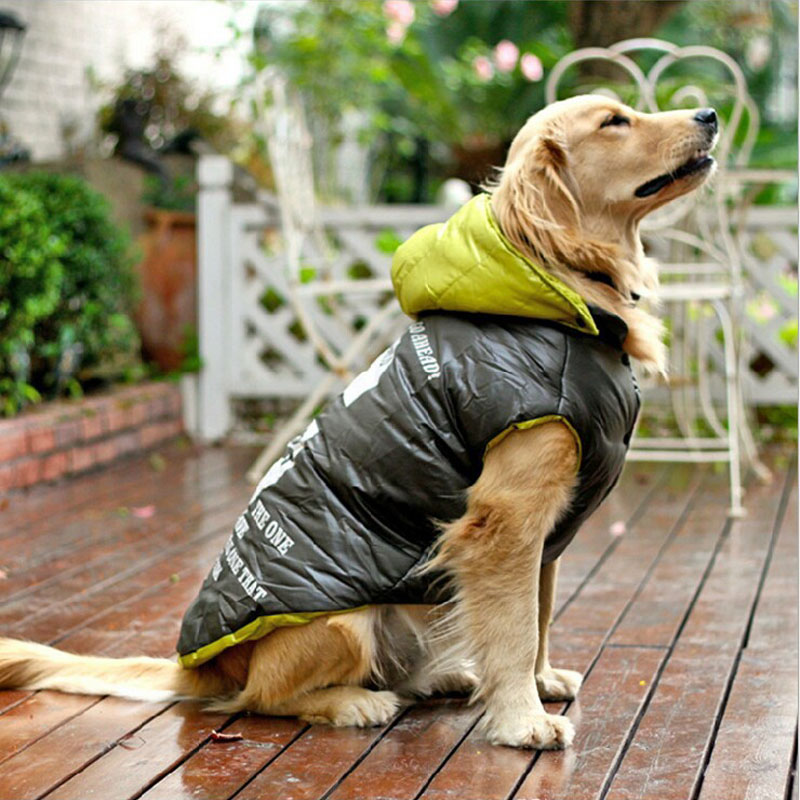 dog coat for labrador