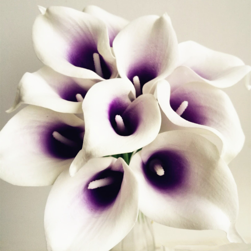 paarse hartkleur calla lelie