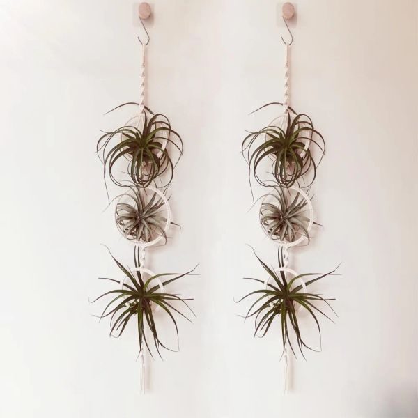 Paniers Porte-plantes en macramé Panier en corde de coton Suspendus Plantes à air Mousse espagnole Tillandsia Usneoides Paniers de pot de fleurs Cintre Décoration murale