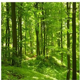 Belle forêt verte bois de soleil images fenêtre peint mural papier peint 227l