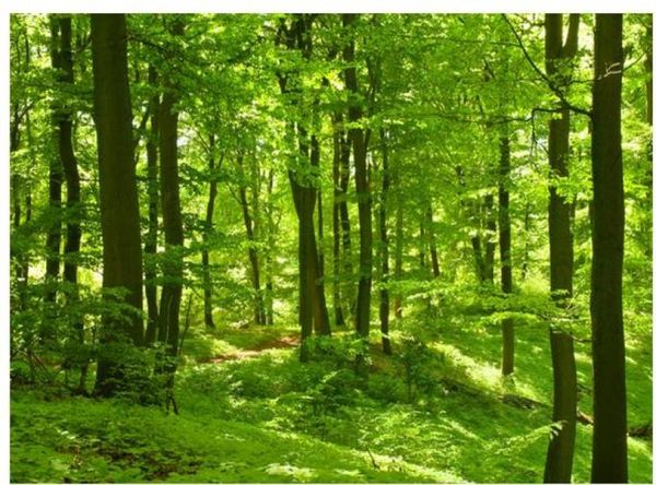 Belle forêt verte, bois, lumière du soleil, images murales de fenêtre, papier peint 2388126