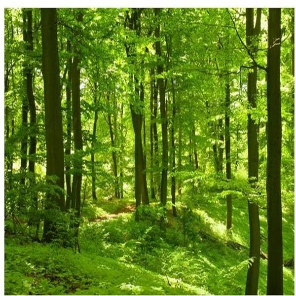 Fotomural ventana Hermoso bosque verde maderas luz del sol imágenes 2583