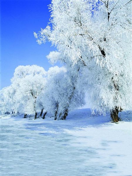 Hermosos árboles cubiertos de nieve blanca fotografía escénica telones de fondo vacaciones de invierno niños sesión de fotos fondo para estudio