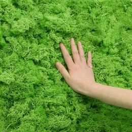 Ensemble de literie 20 / 40G Vie éternelle naturelle plante artificielle de mousse verte pour la maison de jardin décor de l'herbe bricolage micro-paysage fleurs