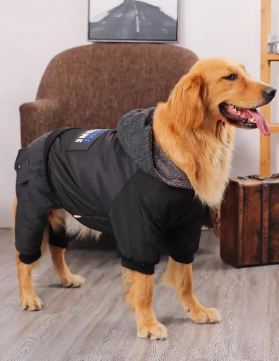 manteau pour chien labrador
