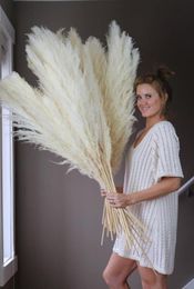 Big Pampas Grass Wedding Decor 130cm Natuurlijk gedroogd Reed Showcase Kerstwinkeldier Decor Real Plant 5560cm9117901