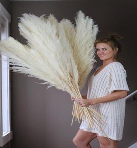 Big Pampas Grass Decoración de bodas de 130 cm Showcase de caña seco natural Decoración de ventanas de Navidad Planta Real 5560cm7990122