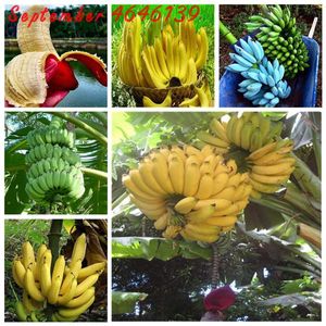 Big promotion at a lossGenuine 100Pcs Seeds Dwarf Banana Bonsai Tree, Tropical Fruit Tree, Bonsai Balcony Flower for Home Planting
