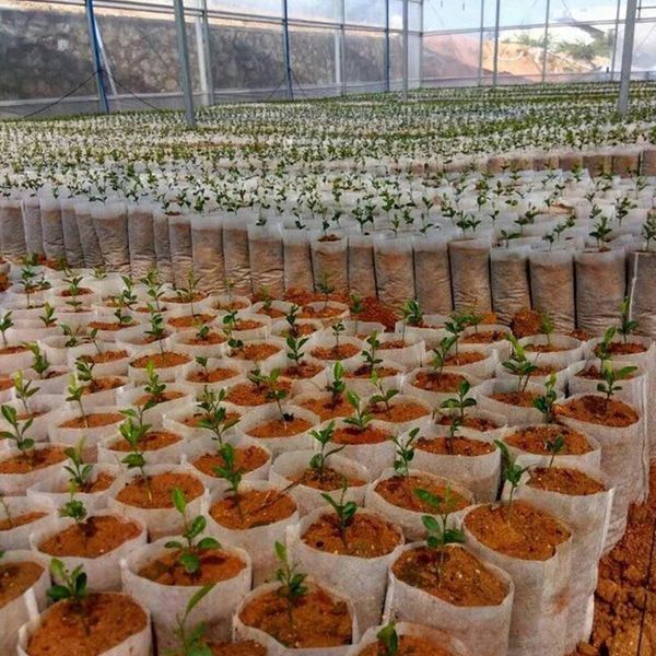 Biodegradable Guarderías de cultivo de plantas Guardias no tejidas Jardín para semillas de árboles de vegetales de flor germinando recipiente de plantación