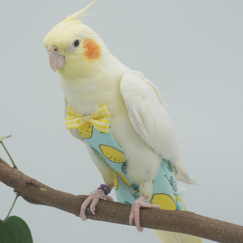Fågel blöja mjukfåglar flyg passar tvättbara återanvändbara papegojor blöjor med bowtie dekor andningsbara husdjur pee pads 6 storlekar