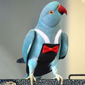 Jobine de perroquet à oiseaux avec Bowtie Mignon de vol mignon vêtements de couche pour la joue verte conure de paraket pigeons moyen