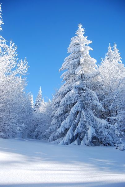 Cielo azul grueso árboles cubiertos de nieve bosque foto de fondo al aire libre invierno escénico papel pintado vacaciones fotografía telón de fondo para niños