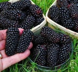 Bonsai Blackberry Postre 200 Unids / bolsa Semillas Nutritivas Frambuesa Dulce Fruta Embellecimiento Saludable Jardín Fruta para Patio Bal8756333