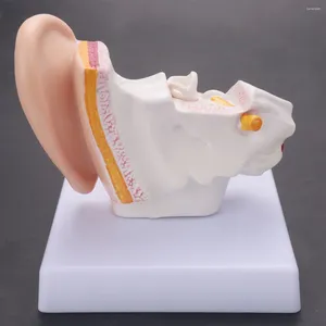Bols 1,5 fois le modèle d'anatomie de l'oreille humaine montrant la structure des organes des fournitures d'enseignement centrales et externes