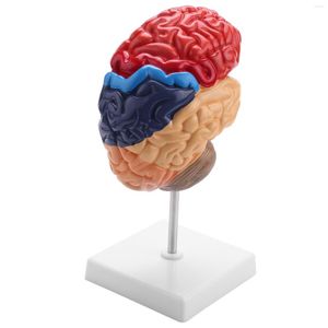 Bowls Cerebrale Anatomische Model Anatomie 1:1 Half Hersenen Hersenstam Onderwijs Lab Supplies