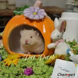 Kooien Schattig ontwerp Keramiek Pompoen Kleine dieren Hamsters Rattenkooi Caviabed Kleine huisdieraccessoires voor Syrische hamster Chinchilas