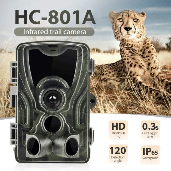 Cámaras Cámaras de sendero de vida silvestre 24MP 1080p IP65 Cámara de caza HC801A PIR Sensor Visión nocturna Traps Vigilancia inalámbrica