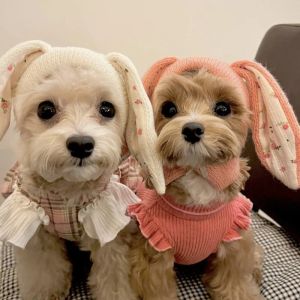 Caps ins mignons oreilles de lapin chaud chapeaux de chien froid à tricot de compagnie et d'hiver Cat chaud chiot bichon en peluche en peluche accessoires
