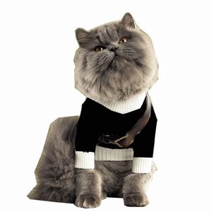 Casual perros suéter camiseta primavera mascota sudadera chaleco perro ropa Schnauzer Teddy Bichon cachorro ropa