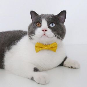 Colliers de chat laisses tout-pratique collier de séparation pour chiens de compagnie imprimé léopard Flexible pour les petits