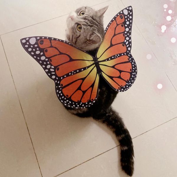 Collares para gatos, alas de mariposa, disfraz de Halloween, ropa para mascotas, también adecuado para perros pequeños