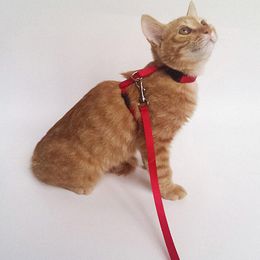Colliers pour chat laisse harnais et laisse ensemble réglable en nylon respirant corde chiot chaton marche laisse laisse pour petits chiens chats accessoire pour animaux de compagnie