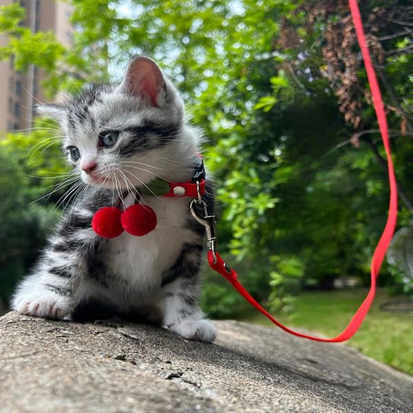 Collares para gatos Correas de plomo pequeñas Ayudas para el comportamiento del gato Collar para gatitos Venta ajustable Accesorios lindos Collares Para Gatos Mascotas Producto 231011
