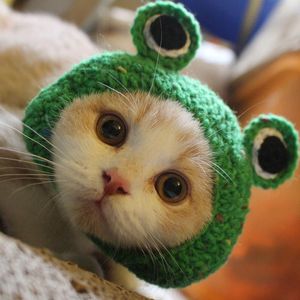 Cat Costumes 2021 Grappige Props Hoofddeksels Hond Hond Cosplay Cap Kostuum Warme Kikker Hat Jaar Party Christmas Accessoires