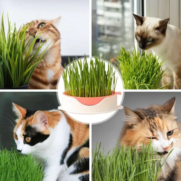 Cat Grass Planter Hydroponic Charfuge Kit Catnip Planter Soilles Fish Shape Planting Boîte avec plate