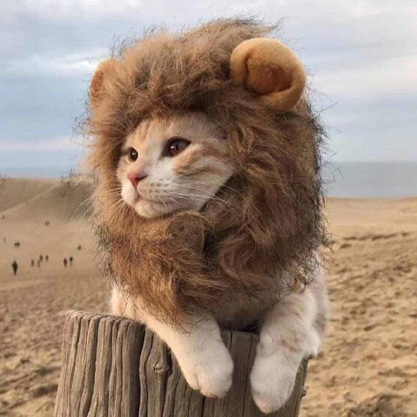 Disfraz de gato, León con melena, peluca de pelo falso, gorro, disfraces de perros pequeños, decoración de fondo de Navidad para Halloween