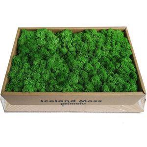 Kerstversiering Simulatie Planten Eeuwig Leven Mos DIY Bloem Materiaal voor Tuin Thuiskantoor Decor Muur Mini Micro Landschap Nep Planter Cadeau 231205