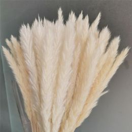 Klassieke decoratieve bloemen kransen oor 15-30 cm echt natuurlijk riet gedroogde bloem kleine bulrush boeket pampas gras gras home decor bruiloft feest decorati