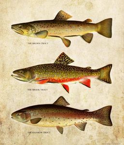 Klassieke Vintage Forel Vliegvissen foto Schilderijen Art Film Print Zijde Poster Thuis Wall Decor 60x90 cm5423920