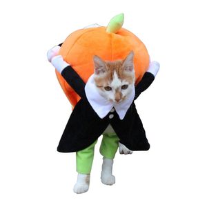 Vêtements Clothes Halloween Funny Pet Pumpkin Costume Pet Cosplay Events spéciaux Événements de vêtements pour vêtements Costumes mignons