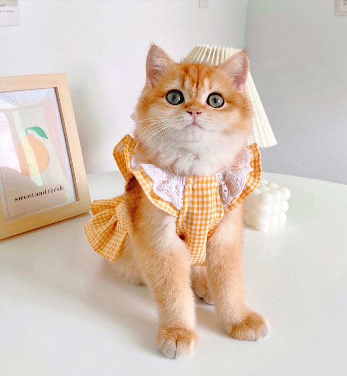 Kleding Huisdierenkleding voor kleine honden katten lente zomer Dun ademend vest T-shirtkraag satchel kattenhondenkleding