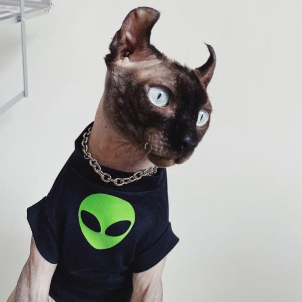 Vêtements Sphynx chat sans poils vêtements Sphinx Devon nain Alien coton ET mode t-shirt Ac printemps été