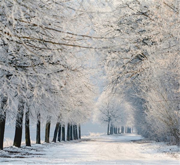 Country Road hiver tissu arrière-plans photographie beaux arbres couverts de neige blanche scénique Photo Studio accessoires décors 10x10ft