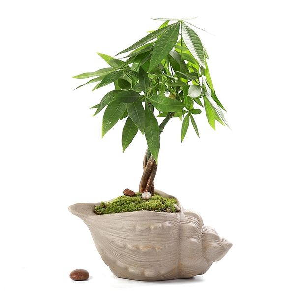 Creative Bose Cerámica Flor Pot Shell Forma Cerámica Suculenta planta Pot Holder Fairy Garden Cactus Flower Pots Planter 210712