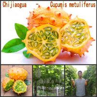 Cucumis m￩ttuliferus graines de bononsai melon melon semelles s￩lectionn￩es pour d￩coration de jardin