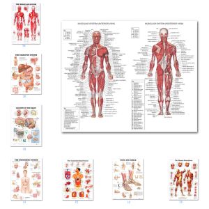 Kussen Spierstelsel Posters Zijden Doek Anatomie Grafiek Menselijk Lichaam School Medische Wetenschap Educatieve Benodigdheden Woondecoratie