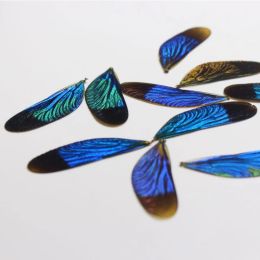 Damoufly Ailes ailes colorées