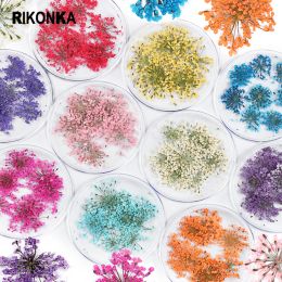 Decals 10 dozen gedroogde bloemmix kleur 3d droge bloem sieraden set voor manicure Japan Korea Pools nagels charms diy epoxy handwerkuiteinden