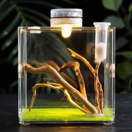 Décoration insecte saut spider terrarium d'alimentation en terrarium reptile reptile reptile cage écologique acrylique transparent avec des lumières LED aménagement paysager