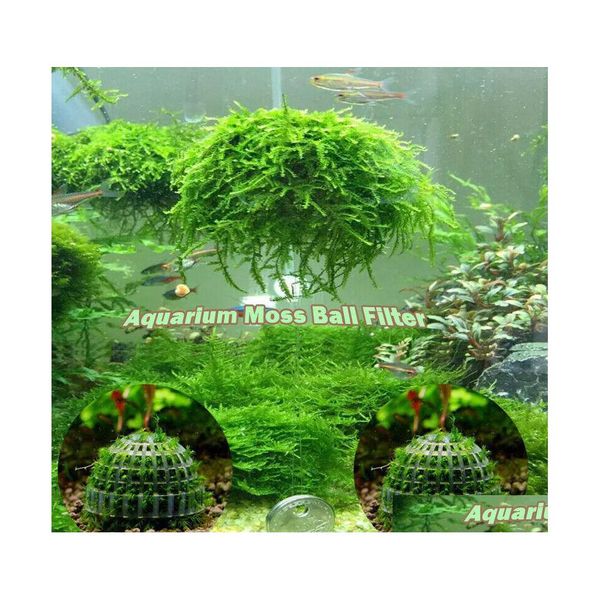 Decoraciones Acuario Marimo Moss Ball Plantas vivas Filtro para camarones Java Adornos para tanques de peces Entrega de la gota Hogar Jardín Suministros para mascotas Dhvkd