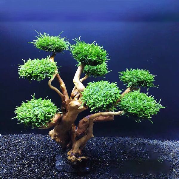 Décorations Aquarium Mousse Arbre Bois flotté Fish Tank Aménagement Paysager Eau Herbe Mousse Tronc D'arbre DIY Décoration Pas De Plantes Aquatiques 230518