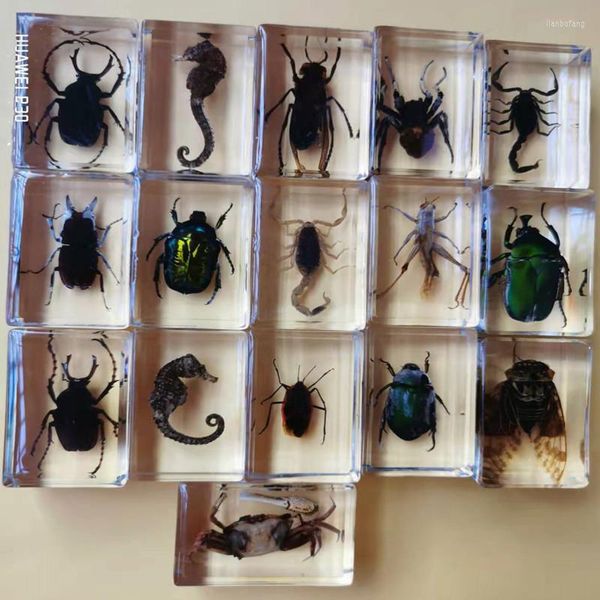 Figuras Decorativas 15 Tipos De Especímenes De Insectos Reales Resina Hexápodo Decoración De Escritorio Apreciación Enseñanza Accesorios para El Hogar para Sala De Estar